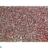 CDNF / ARMETL1 Antibody - Immunohistochemical analysis of paraffin-embedded human-liver, antibody was diluted at 1:200.