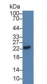 CDO1 / Cysteine Dioxygenase Antibody - Western Blot; Sample: Rat Liver lysate; Primary Ab: 3µg/ml Rabbit Anti-Human CDO1 Antibody Second Ab: 0.2µg/mL HRP-Linked Caprine Anti-Rabbit IgG Polyclonal Antibody