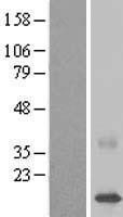 CDPF1 Protein - Western validation with an anti-DDK antibody * L: Control HEK293 lysate R: Over-expression lysate