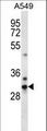 CDRT15L2 Antibody - CDRT15L1 Antibody western blot of A549 cell line lysates (35 ug/lane). The CDRT15L1 antibody detected the CDRT15L1 protein (arrow).