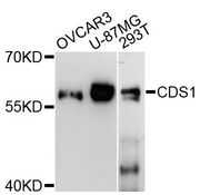 CDS1 Antibody - Western blot analysis of extracts of various cell lines, using CDS1 antibody at 1:3000 dilution. The secondary antibody used was an HRP Goat Anti-Rabbit IgG (H+L) at 1:10000 dilution. Lysates were loaded 25ug per lane and 3% nonfat dry milk in TBST was used for blocking. An ECL Kit was used for detection and the exposure time was 90s.