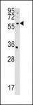 CDS2 Antibody - CDS2 Antibody western blot of HepG2 cell line lysates (35 ug/lane). The CDS2 antibody detected the CDS2 protein (arrow).