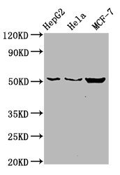 CDS2 Antibody - Western Blot Positive WB detected in: HepG2 whole cell lysate, Hela whole cell lysate, MCF-7 whole cell lysate All Lanes: CDS2 antibody at 6µg/ml Secondary Goat polyclonal to rabbit IgG at 1/50000 dilution Predicted band size: 52, 30 KDa Observed band size: 52 KDa