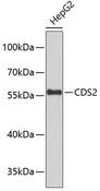 CDS2 Antibody - Western blot analysis of extracts of HepG2 cells using CDS2 Polyclonal Antibody.