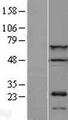 CDT1 Protein - Western validation with an anti-DDK antibody * L: Control HEK293 lysate R: Over-expression lysate