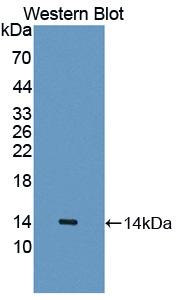 CDw218a / IL18R1 Antibody - Western Blot; Sample: Recombinant protein.