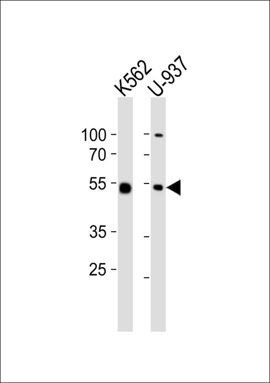 CDw218a / IL18R1 Antibody - Western blot of lysates from K562, U-937 cell line (from left to right) with IL18R1 Antibody. Antibody was diluted at 1:1000 at each lane. A goat anti-rabbit IgG H&L (HRP) at 1:10000 dilution was used as the secondary antibody. Lysates at 20 ug per lane.