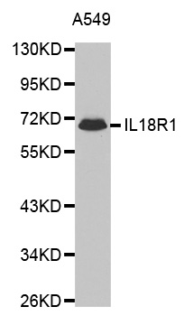 CDw218a / IL18R1 Antibody - Western blot analysis of extracts of A549 cell line, using IL18R1 antibody.