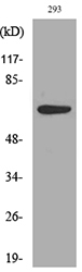 CDw218a / IL18R1 Antibody - Western blot analysis of lysate from 293 cells, using IL18R1 Antibody.