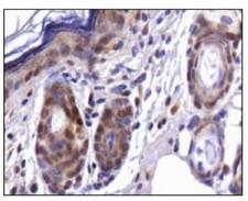 CDX1 Antibody - Immunohistochemistry: Cdx1 Antibody - Analysis of CDX1 in mouse skin.  This image was taken for the unconjugated form of this product. Other forms have not been tested.
