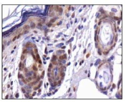 CDX1 Antibody - Immunohistochemistry: Cdx1 Antibody - Analysis of CDX1 in mouse skin.  This image was taken for the unconjugated form of this product. Other forms have not been tested.
