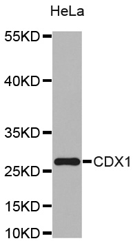 CDX1 Antibody - Western blot analysis of extracts of HeLa cells.