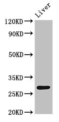 CDX1 Antibody - Western Blot Positive WB detected in:Rat liver tissue All Lanes:CDX1 antibody at 4µg/ml Secondary Goat polyclonal to rabbit IgG at 1/50000 dilution Predicted band size: 29,15 KDa Observed band size: 29 KDa