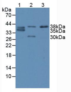 CDX2 Antibody - Western Blot; Sample: Lane1: Human SW480 Cells; Lane2: Porcine Large Intestine Tissue; Lane3: Porcine Small Intestine Tissue.