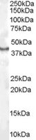 CDX2 Antibody - CDX2 antibody (1 ug/ml) staining of Human Kidney lysate (35 ug protein/ml in RIPA buffer). Primary incubation was 1 hour. Detected by chemiluminescence.