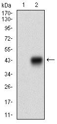 CDX2 Antibody - Western blot using CDX2 monoclonal antibody against HEK293 (1) and CDX2 (AA: 176-303)-hIgGFc transfected HEK293 (2) cell lysate.