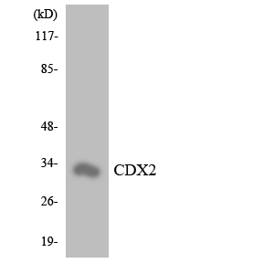 CDX2 Antibody - Western blot analysis of the lysates from HeLa cells using CDX2 antibody.