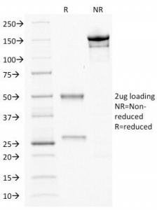 CDX2 Antibody - SDS-PAGE Analysis of Purified, BSA-Free CDX2 Antibody (clone CDX2/1690). Confirmation of Integrity and Purity of the Antibody.