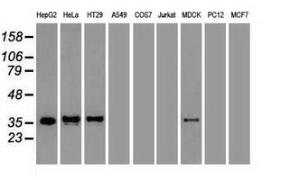 CDX2 Antibody - Western blot analysis of extracts (35ug) from 9 different cell lines by using anti-CDX2 monoclonal antibody.