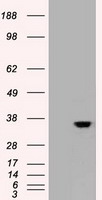 CDX2 Antibody - HEK293T cells were transfected with the pCMV6-ENTRY control (Left lane) or pCMV6-ENTRY CDX2 (Right lane) cDNA for 48 hrs and lysed. Equivalent amounts of cell lysates (5 ug per lane) were separated by SDS-PAGE and immunoblotted with anti-CDX2.