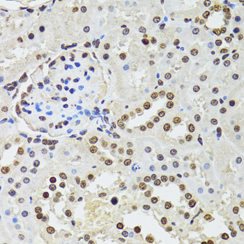 CDX2 Antibody - Immunohistochemistry of paraffin-embedded rat kidney using CDX2 antibodyat dilution of 1:100 (40x lens).