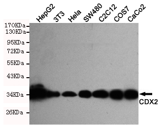 CDX2 Antibody - Western blot detection of CDX2 in HeLa, Caco2, C2C12, SW480, COS7, HepG2 and 3T3 cell lysates using CDX2 mouse monoclonal antibody (1:1000 dilution). Predicted band size: 34KDa. Observed band size:34KDa.