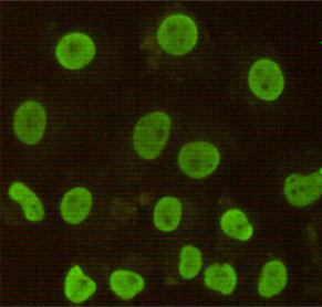 CDX2 Antibody - Immunocytochemistry stain of HeLa using CDX2 mouse monoclonal antibody (1:100).
