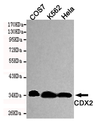 CDX2 Antibody - Western blot detection of CDX2 in HeLa, COS7 and K562 cell lysates using CDX2 mouse monoclonal antibody (1:1000 dilution). Predicted band size: 34KDa. Observed band size:34KDa.