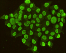 CDX2 Antibody - Immunocytochemistry stain of HeLa using CDX2 mouse monoclonal antibody (1:100).