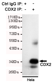 CDX2 Antibody - Immunoprecipitation analysis of HeLa cell lysate using CDX2 mouse monoclonal antibody.