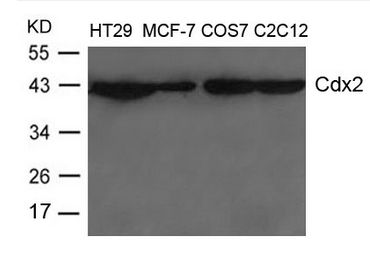CDX2 Antibody - Western blot of extracts from HT-29, MCF-7, COS-7 and C2C12 cells using Cdx2 Antibody
