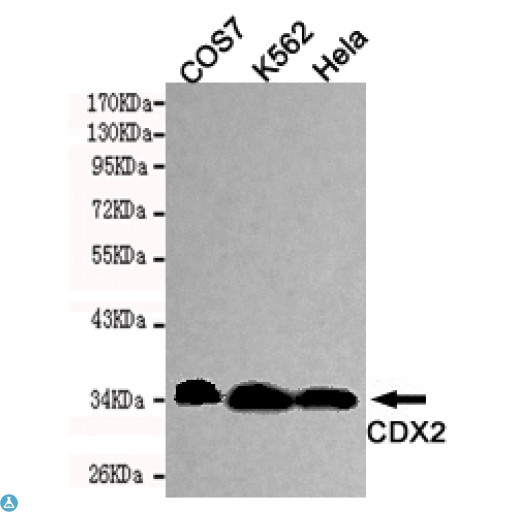 CDX2 Antibody - Western blot detection of CDX2 in Hela, COS7 and K562 cell lysates using CDX2 mouse mAb (1:1000 diluted). Predicted band size: 34KDa. Observed band size: 34KDa.