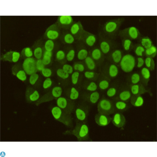 CDX2 Antibody - Immunocytochemistry stain of Hela using CDX2 mouse mAb (1:100).