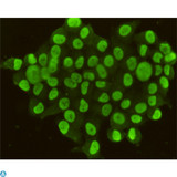 CDX2 Antibody - Immunocytochemistry stain of Hela using CDX2 mouse mAb (1:100).