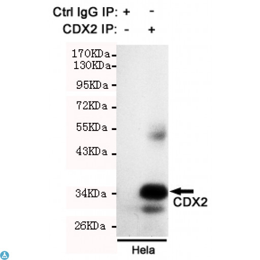 CDX2 Antibody - Immunoprecipitation analysis of Hela cell lysate using CDX2 mouse mAb.