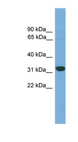 CDX4 Antibody - CDX4 antibody Western blot of Mouse Small Intestine lysate. This image was taken for the unconjugated form of this product. Other forms have not been tested.