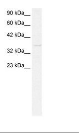 CDX4 Antibody - HepG2 Cell Lysate.  This image was taken for the unconjugated form of this product. Other forms have not been tested.