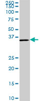 CDX4 Antibody - CDX4 monoclonal antibody (M01), clone 1G12. Western Blot analysis of CDX4 expression in NIH/3T3.