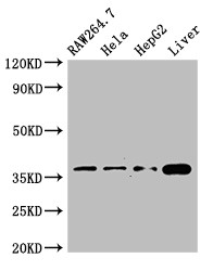 CDX4 Antibody - Positive WB detected in:RAW264.7 whole cell lysate,Hela whole cell lysate,HepG2 whole cell lysate,Mouse liver tissue;All lanes:CDX4 antibody at 3?g/ml;Secondary;Goat polyclonal to rabbit IgG at 1/50000 dilution;Predicted band size: 31 KDa;Observed band size: 37 KDa;
