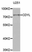 CDYL Antibody - Western blot analysis of extracts of U251 cells.