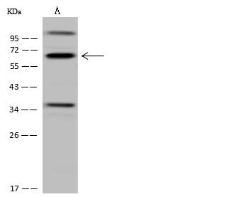CDYL Antibody - Anti-CDYL rabbit polyclonal antibody at 1:500 dilution. Lane A: U-251 MG Whole Cell Lysate. Lysates/proteins at 30 ug per lane. Secondary: Goat Anti-Rabbit IgG (H+L)/HRP at 1/10000 dilution. Developed using the ECL technique. Performed under reducing conditions. Predicted band size: 66 kDa. Observed band size: 66 kDa.