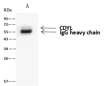 CDYL Antibody - CDYL was immunoprecipitated using: Lane A: 0.5 mg U-251 MG Whole Cell Lysate. 4 uL anti-CDYL rabbit polyclonal antibody and 60 ug of Immunomagnetic beads Protein A/G. Primary antibody: Anti-CDYL rabbit polyclonal antibody, at 1:100 dilution. Secondary antibody: Goat Anti-Rabbit IgG (H+L)/HRP at 1/10000 dilution. Developed using the ECL technique. Performed under reducing conditions. Predicted band size: 66 kDa. Observed band size: 66 kDa.