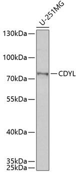 CDYL Antibody - Western blot analysis of extracts of U-251MG cells using CDYL Polyclonal Antibody at dilution of 1:1000.