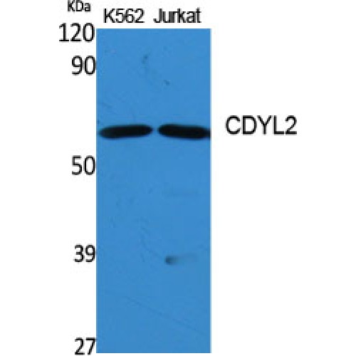 CDYL2 Antibody - Western blot of CDYL2 antibody