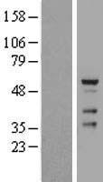 CDYL2 Protein - Western validation with an anti-DDK antibody * L: Control HEK293 lysate R: Over-expression lysate