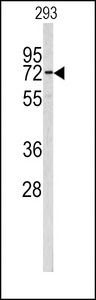 CEA / Carcinoembryonic Antigen Antibody - Western blot of CEA antibody in 293 cell line lysates (35 ug/lane). CEA (arrow) was detected using the purified antibody.