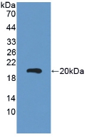 CEA / Carcinoembryonic Antigen Antibody - Western Blot; Sample: Recombinant CEA, Mouse.