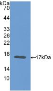 CEA / Carcinoembryonic Antigen Antibody - Western Blot; Sample: Recombinant CEA, Mouse.