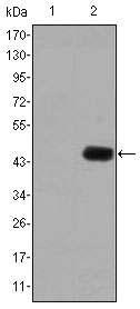 CEA / Carcinoembryonic Antigen Antibody - Western blot using CEA monoclonal antibody against HEK293 (1) and CEA(AA: 460-600)-hIgGFc transfected HEK293 (2) cell lysate.