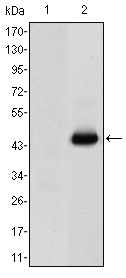 CEA / Carcinoembryonic Antigen Antibody - Western blot using CEA monoclonal antibody against HEK293 (1) and CEA(AA: 460-600)-hIgGFc transfected HEK293 (2) cell lysate.